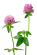 clover flowers isoleted clover flowers isoleted