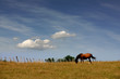 cheval-01 cheval-01