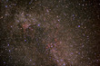 cygnus