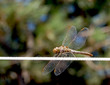 dragonfly on cord