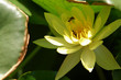 water lily 1