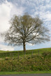 arbre arbre
