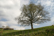 arbre arbre