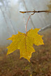 alone yellow autumnal maple leaf