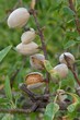 fruits 038