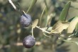 fruits 046