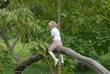 kletterbaum