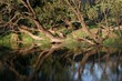 trees by the river