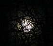 moonlight through the trees
