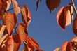 autumn leaves