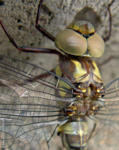 Photo: dragonfly dragonfly