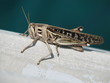 cricket