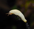slug on a stick