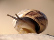 snail closeup