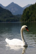 swan lake
