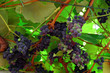 grapes