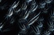 catfish eels