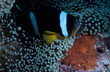 clownfish with eggs