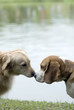 pet dog