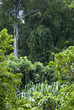 forest canopy