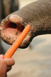 elefant