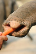 elefant
