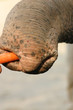 elefant