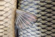 carps skin