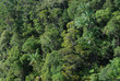 jungle canopy