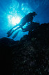 diving the reef
