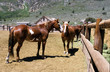 ranch horses.