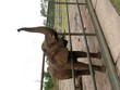 elefant