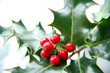 Foto: holly holly