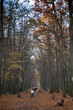 autumn