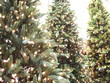 christmas trees