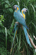 parrots