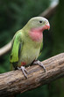 lorikeet