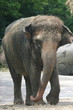young elephant