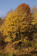 tree in autumn clothes