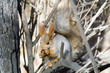 squirrel