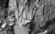 tree mushrooms