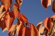 autumn leaves