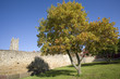 tree in autumn leaf church grounds