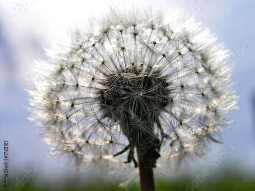 Photo: dandelions dandelions