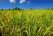 paddy field