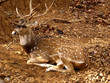 deer at rest