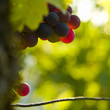vignoble 3