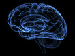 Illustration: brain brain
