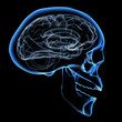 human brain