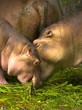 hippo